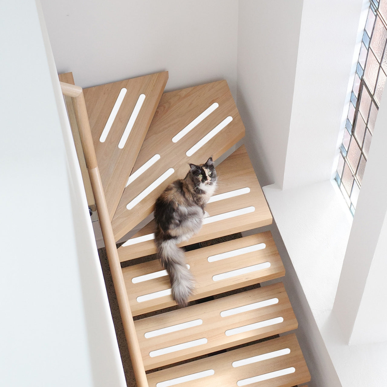 Cat sitting in stairs with white anti slip grips